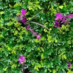 گرین وال ترکیبی ۴۰×۶۰ کد ۰۹