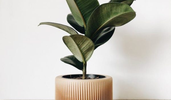 خرید گلدان های دکوری