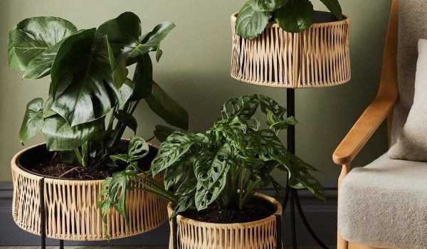 خرید گل و گیاه